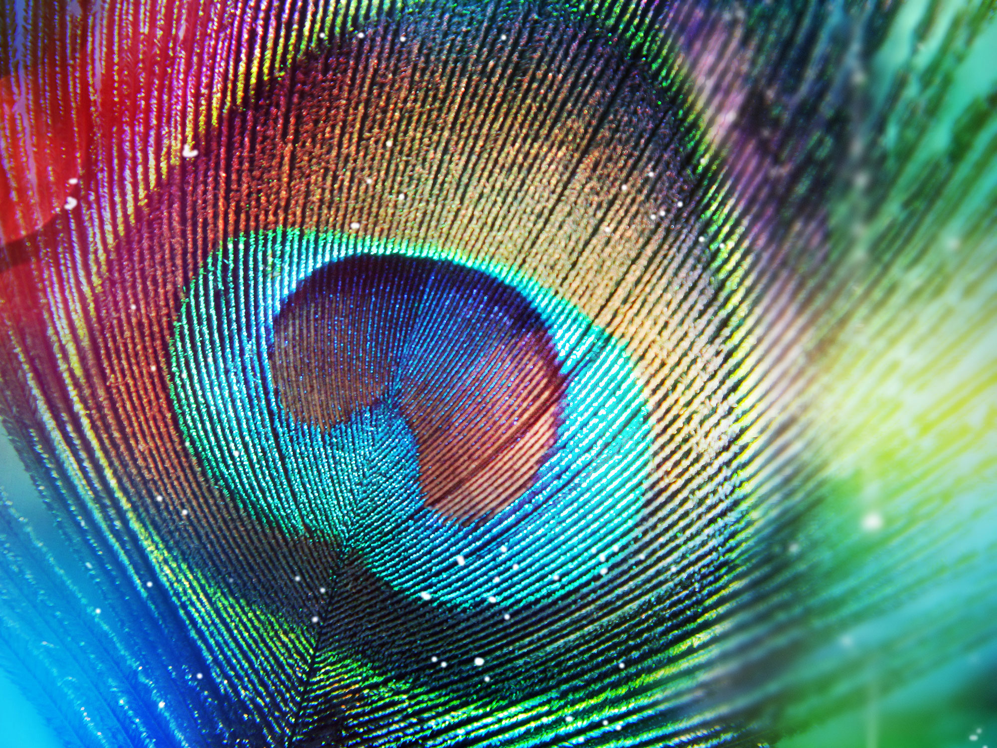 peacock-feather-closeup Peacock feather closeup